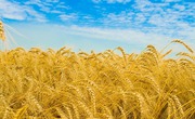 Продаю пшеницу,  зерноотходы, ячмень,  овёс. По всей территории РК и РФ 