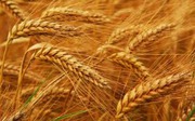 Продам пшеницу,  зерноотходы, ячмень,  овёс. По всей территории РК и РФ , 